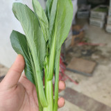 Meiqi No.2 Sweet Choy Sum Seeds - Fast-Maturing Hybrid, 35-45 Day Harvest