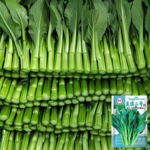 Meiqi No.2 Sweet Choy Sum Seeds - Fast-Maturing Hybrid, 35-45 Day Harvest