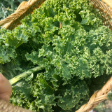 Curly Kale Seeds - Four-Season Leafy Green, 20-30 Day Harvest, High Yield