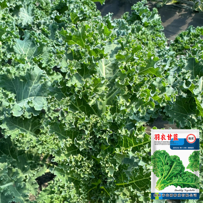 Curly Kale Seeds - Four-Season Leafy Green, 20-30 Day Harvest, High Yield