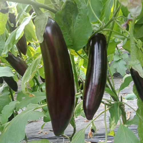 'Changza 218' Eggplant Seeds - F1 Hybrid, High Yield, Club-Shaped Fruit, Tender Flesh, Long-Shelf Life