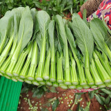 Meiqi No.2 Sweet Choy Sum Seeds - Fast-Maturing Hybrid, 35-45 Day Harvest