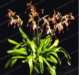Paohiopedilum Parishii Seed Cypripedium Seed Flowers Paphiopedilum Orchid Flower Seed