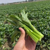 Meiqi No.2 Sweet Choy Sum Seeds - Fast-Maturing Hybrid, 35-45 Day Harvest