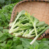 Xueying No. 2 Choy Sum Seeds - Sweet & Crisp Flavor, Wide Adaptability