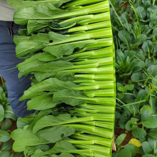 Meiqi No.2 Sweet Choy Sum Seeds - Fast-Maturing Hybrid, 35-45 Day Harvest