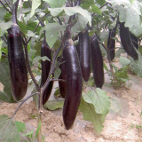'Changza 216' Eggplant Seeds - F1 Hybrid, High-Yield, Transport Tolerance, Excellent Storage Life