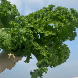 Curly Kale Seeds - Four-Season Leafy Green, 20-30 Day Harvest, High Yield