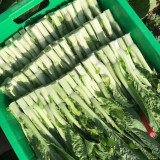Xueying No. 2 Choy Sum Seeds - Sweet & Crisp Flavor, Wide Adaptability