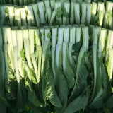Xueying No. 2 Choy Sum Seeds - Sweet & Crisp Flavor, Wide Adaptability