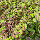 Pointed-Leaf Red Amaranth Seeds - High-Yield, Disease-Resistant for Home & Market Gardens