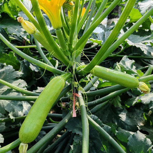 'Wansheng Chunqiubao' Zucchini Seeds - F1 Hybrid, High Yield, Disease Resistant, Broad Adaptability