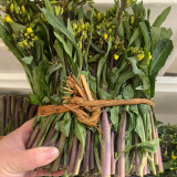 Curly-Leaf Red-Stem Chinese Kale Seeds - Sweet Flavor, Ornamental Appeal, Ideal for Home Gardens