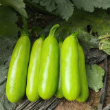'Wansheng Chunqiubao' Zucchini Seeds - F1 Hybrid, High Yield, Disease Resistant, Broad Adaptability