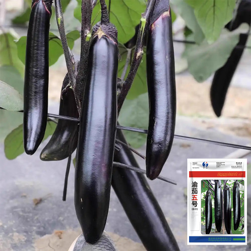 'Yuqie No.5' Eggplant Seeds - F1 Hybrid, High-Yield Variety, Vigorous, Long Harvest Period