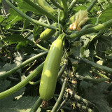 'Cuixiaoqing' Zucchini Seeds - Tender Fruits, Nutrient-Dense Fruits, Heat-Tolerant, Fast-Growing