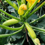 'Wansheng Chunqiubao' Zucchini Seeds - F1 Hybrid, High Yield, Disease Resistant, Broad Adaptability