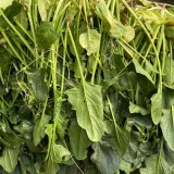 Golden Autumn Spinach Seeds - Large, Thick, Light Green Leaves, Tall, Upright Variety