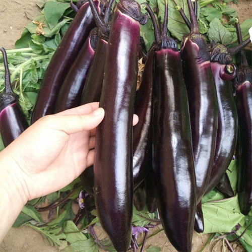 'Yuqie No.5' Eggplant Seeds - F1 Hybrid, High-Yield Variety, Vigorous, Long Harvest Period