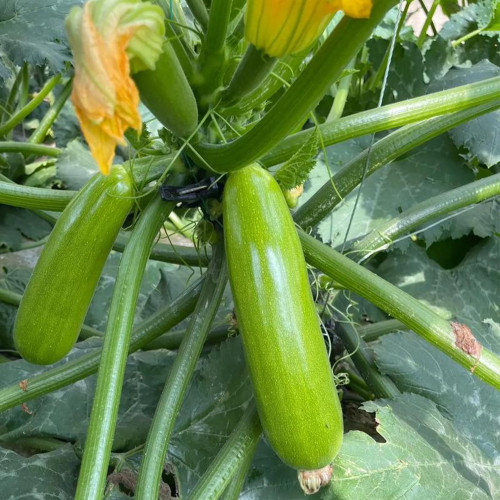 'Zaoqing No.1' Zucchini Seeds - F1 Hybrid, Early-Maturing, High-Yield, Compact Plant, Uniform Cylindrical Fruit