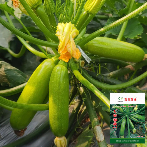 'Wansheng Chunqiubao' Zucchini Seeds - F1 Hybrid, High Yield, Disease Resistant, Broad Adaptability