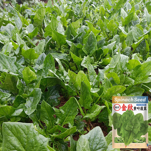 Golden Autumn Spinach Seeds - Large, Thick, Light Green Leaves, Tall, Upright Variety