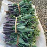Curly-Leaf Red-Stem Chinese Kale Seeds - Sweet Flavor, Ornamental Appeal, Ideal for Home Gardens