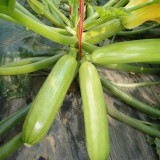 'Zaoqing No.1' Zucchini Seeds - F1 Hybrid, Early-Maturing, High-Yield, Compact Plant, Uniform Cylindrical Fruit
