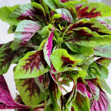 Pointed-Leaf Red Amaranth Seeds - High-Yield, Disease-Resistant for Home & Market Gardens