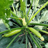 'Wansheng Chunqiubao' Zucchini Seeds - F1 Hybrid, High Yield, Disease Resistant, Broad Adaptability