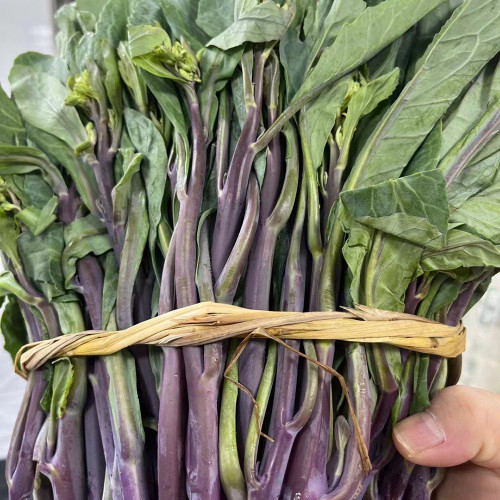 Curly-Leaf Red-Stem Chinese Kale Seeds - Sweet Flavor, Ornamental Appeal, Ideal for Home Gardens