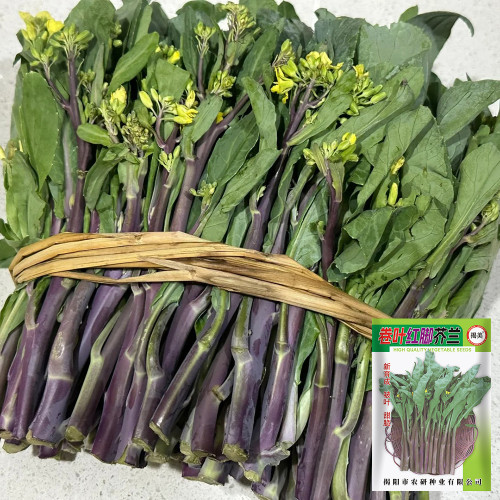 Curly-Leaf Red-Stem Chinese Kale Seeds - Sweet Flavor, Ornamental Appeal, Ideal for Home Gardens