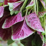 Pointed-Leaf Red Amaranth Seeds - High-Yield, Disease-Resistant for Home & Market Gardens