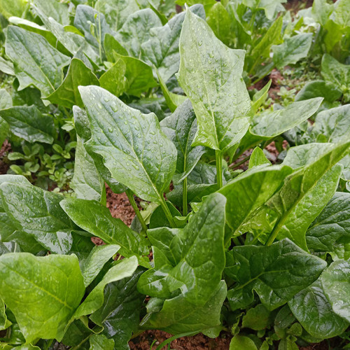 Golden Autumn Spinach Seeds - Large, Thick, Light Green Leaves, Tall, Upright Variety