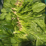 Golden Autumn Spinach Seeds - Large, Thick, Light Green Leaves, Tall, Upright Variety