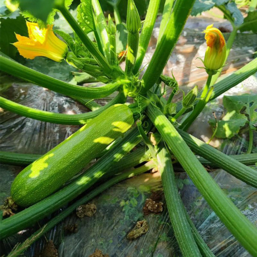 'Cuixiaoqing' Zucchini Seeds - Tender Fruits, Nutrient-Dense Fruits, Heat-Tolerant, Fast-Growing