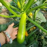 'Wansheng Chunqiubao' Zucchini Seeds - F1 Hybrid, High Yield, Disease Resistant, Broad Adaptability