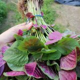 Pointed-Leaf Red Amaranth Seeds - High-Yield, Disease-Resistant for Home & Market Gardens