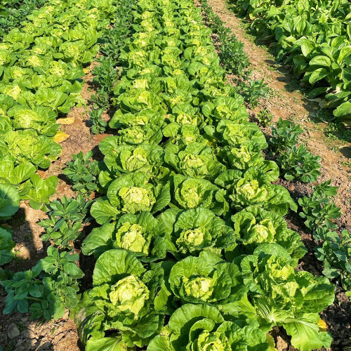 Hongbao Heading Cabbage Seeds - Fast Maturing, Heat Tolerant, Market Quality