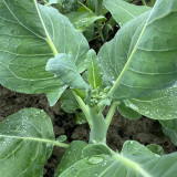 Sweet-Crispy 'Zhouye' Chinese Kale Seeds - High Yield, Fast Growing, Multiple Harvests, Easy to Grow