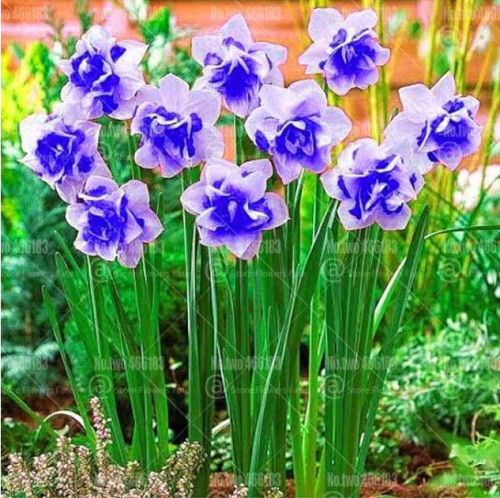 Rainbow Narcissus Flower Seeds Not Bulbs (Color: 9)