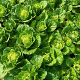 Hongbao Heading Cabbage Seeds - Fast Maturing, Heat Tolerant, Market Quality