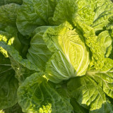 Hongbao Heading Cabbage Seeds - Fast Maturing, Heat Tolerant, Market Quality