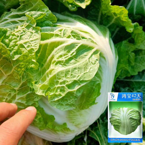 Hongbao Heading Cabbage Seeds - Fast Maturing, Heat Tolerant, Market Quality