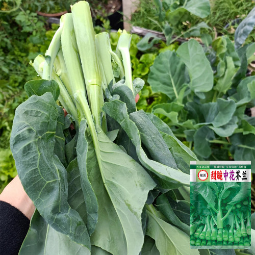 Sweet-Crispy 'Zhonghua' Chinese Kale Seeds - Fast-Growing, High-Yield, Tender Stems, Reliable Harvests
