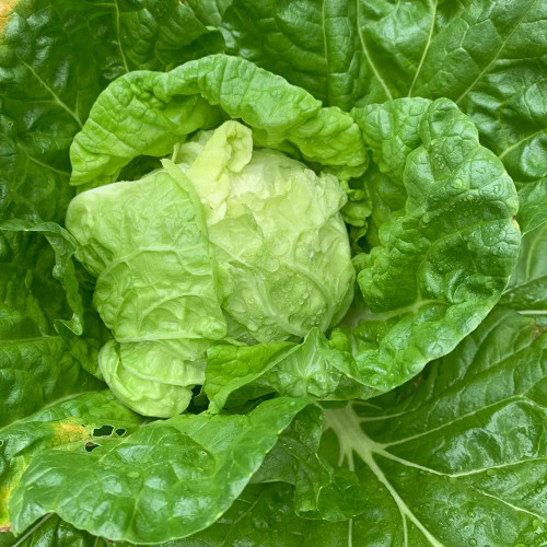 Jiajiale Heading Cabbage Seeds - Fast-Maturing Heading Variety, High Yield & Disease Resistant