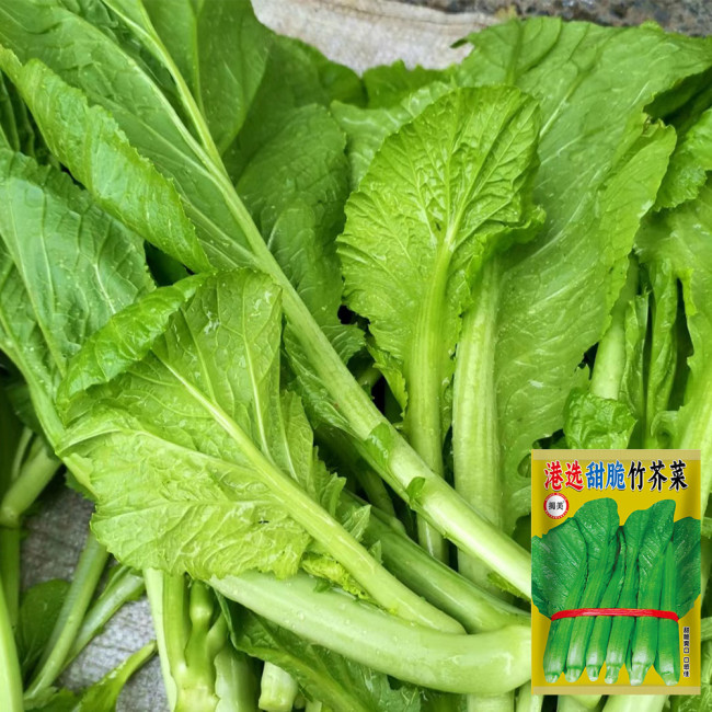 Sweet-Crispy Bamboo Mustard Green Seeds | Early-maturing, High-Yield, Disease Resistant, Bitter-Free Variety