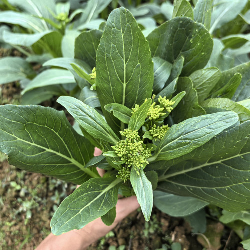 Meiqi No.1 Sweet Choy Sum Seeds - Fast Growing in 40-55 Days, Tender and Crisp, Ideal for Gardening