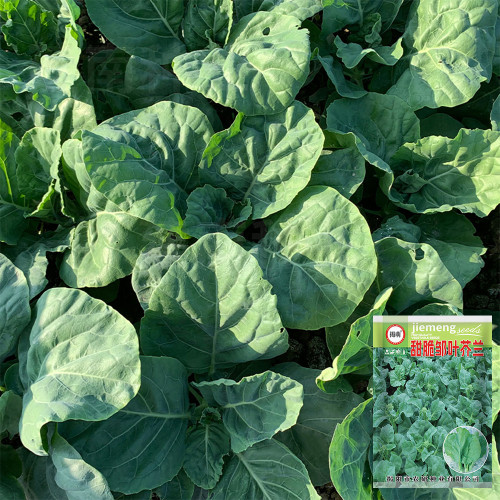 Sweet-Crispy 'Zhouye' Chinese Kale Seeds - High Yield, Fast Growing, Multiple Harvests, Easy to Grow