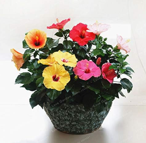 Hibiscus Syriacus Seed (Chinese Rose) Rare Flower (Color: Mix)